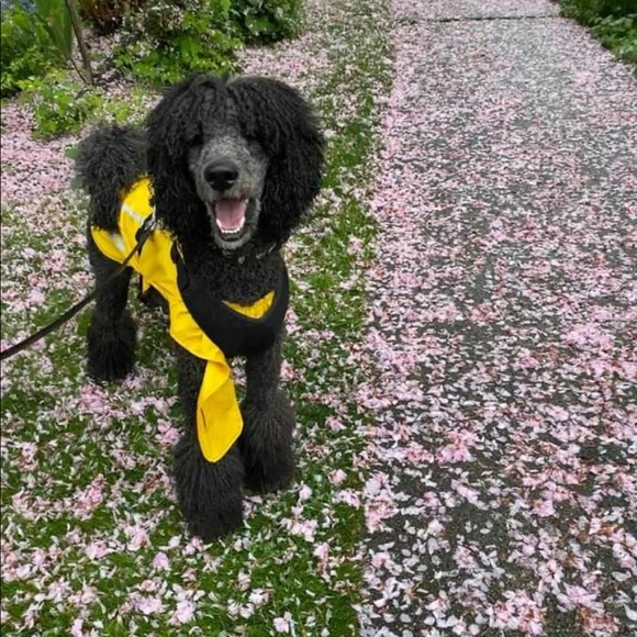 Meet your Posher, - Picture 4 of 4